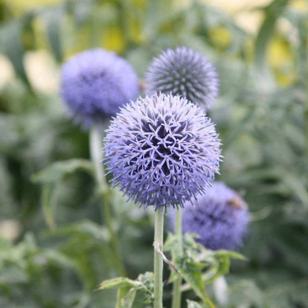Echinops Bannaticus Taplow Blue | Blue Globe Thistle