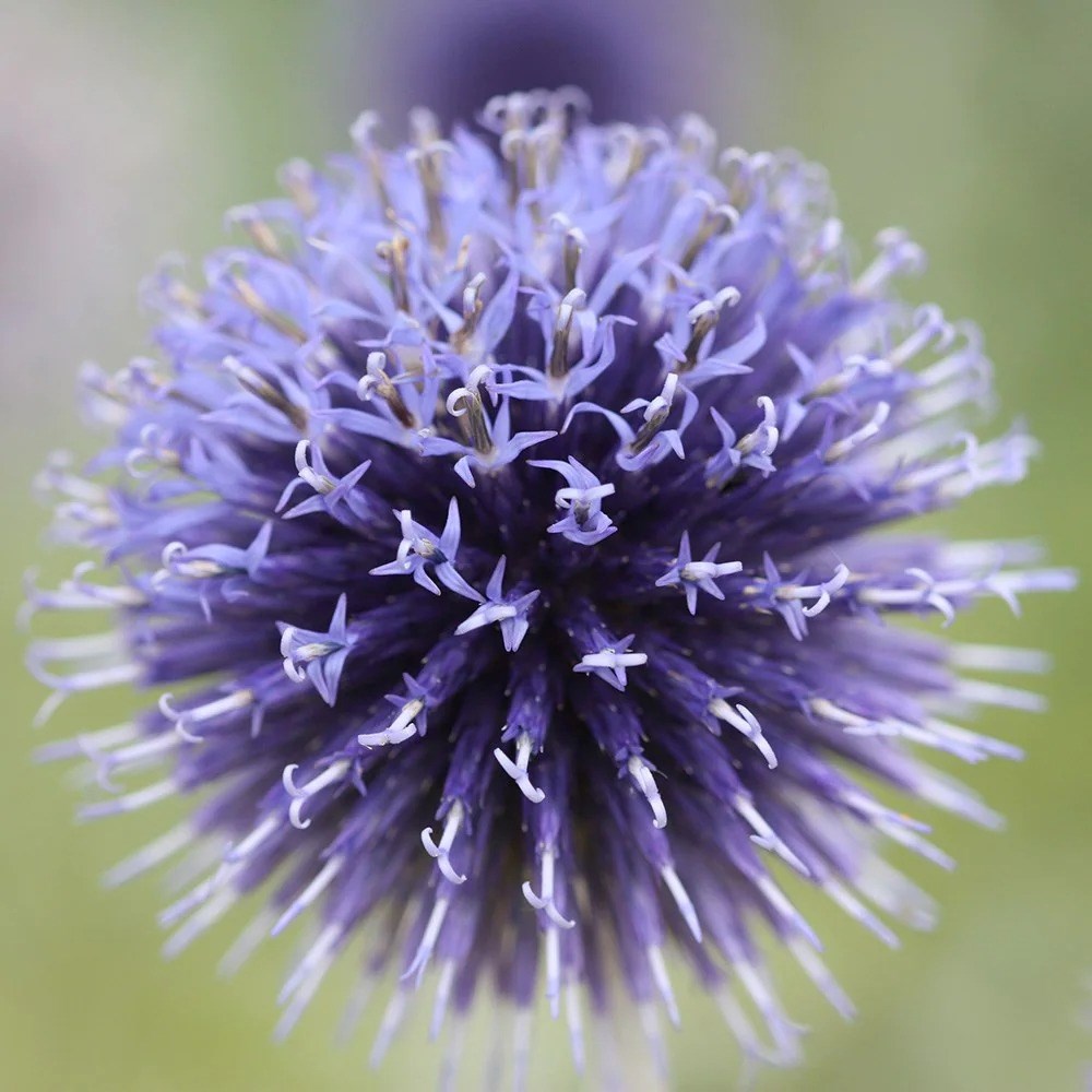Echinops Ritro Veitchs Blue | Small Globe Thistle