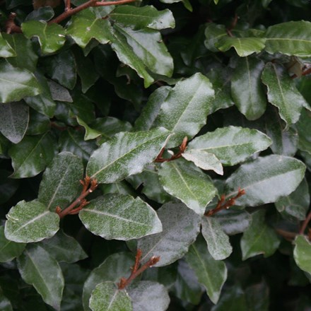 Elaeagnus × submacrophylla | Oleaster ( syn. Elaeagnus × ebbingei ) |