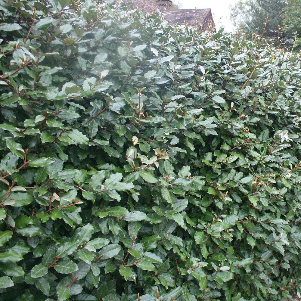 Elaeagnus × Submacrophylla | Oleaster