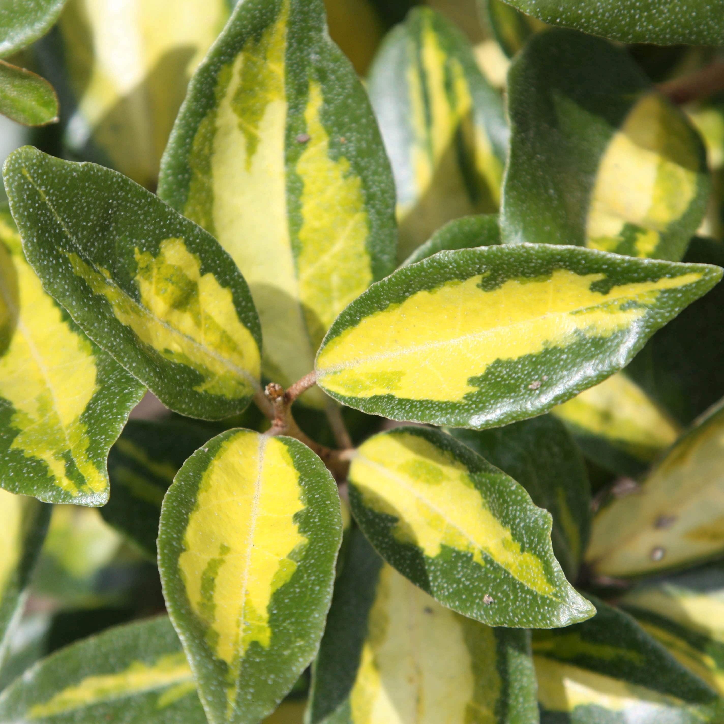 Elaeagnus × submacrophylla Limelight | Oleaster ( syn. Elaeagnus × ebbingei Limelight ) | 2L Pot