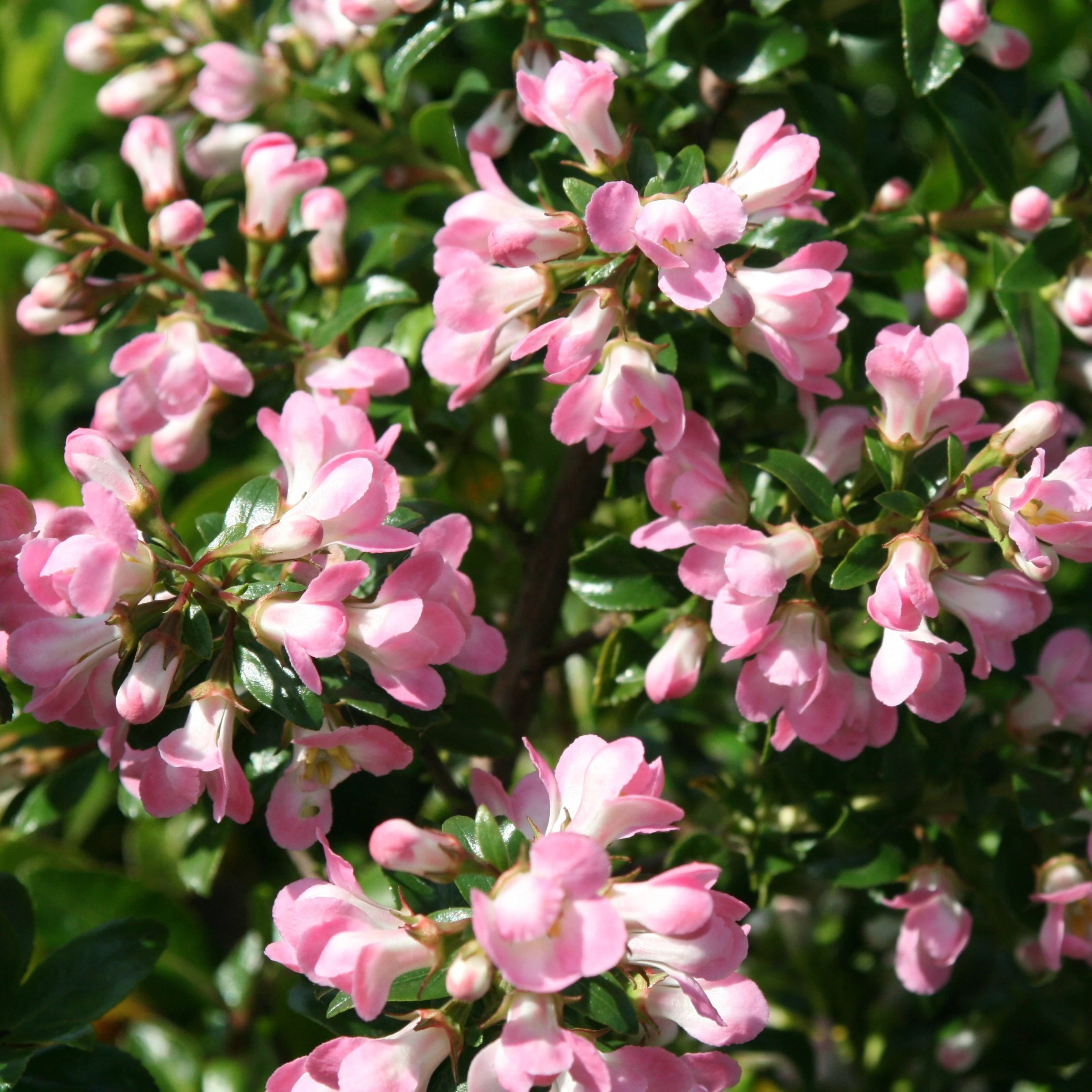 Escallonia Apple Blossom