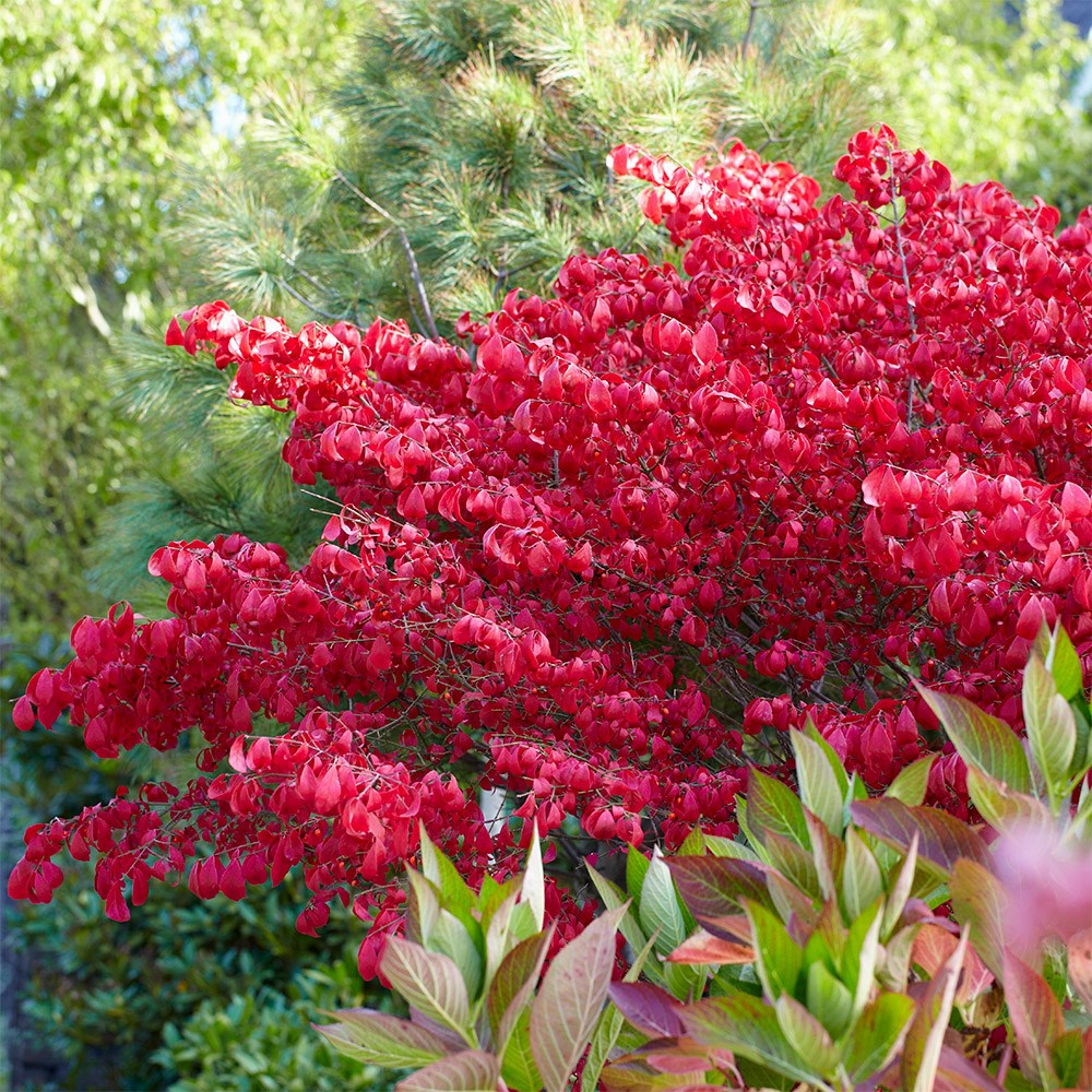 Euonymus Alatus | Winged Spindle Or Fire Bush