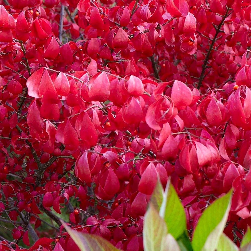 Euonymus Alatus | Winged Spindle Or Fire Bush