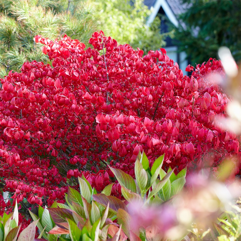 Euonymus Alatus | Winged Spindle Or Fire Bush