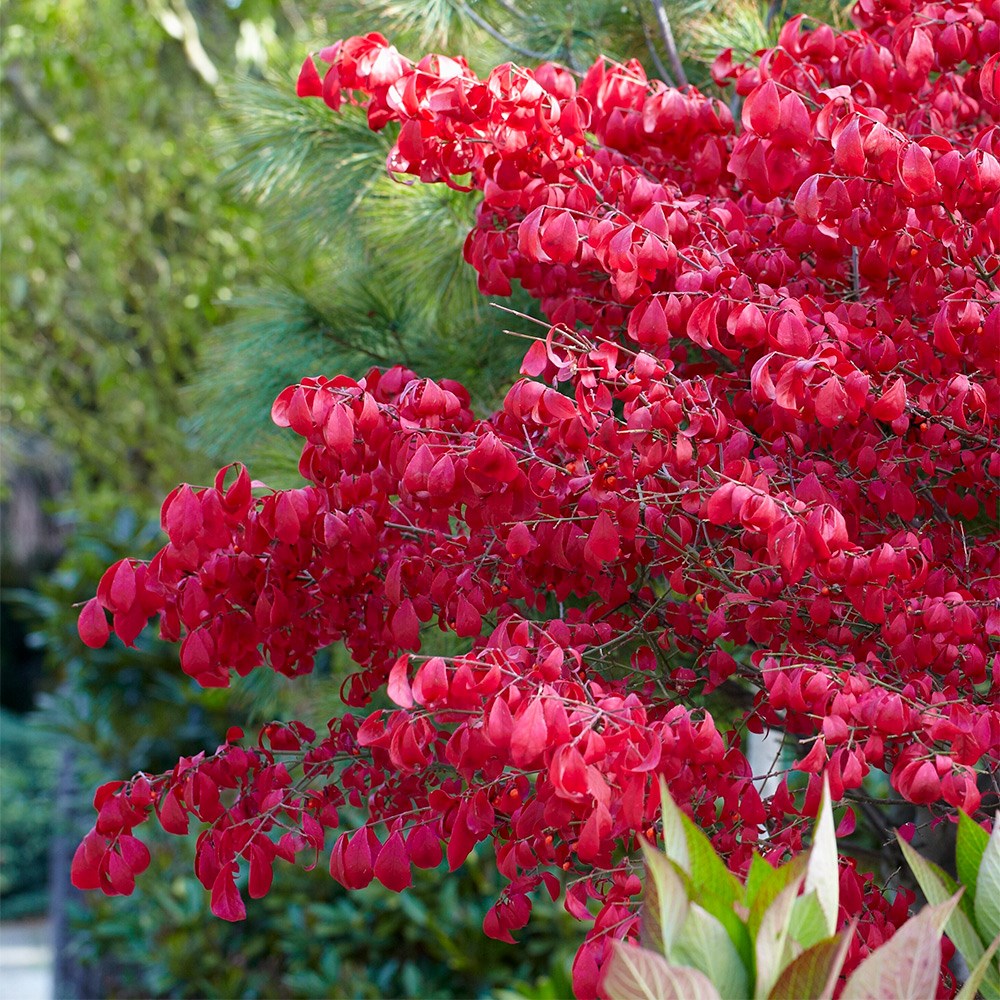 Euonymus Alatus | Winged Spindle Or Fire Bush