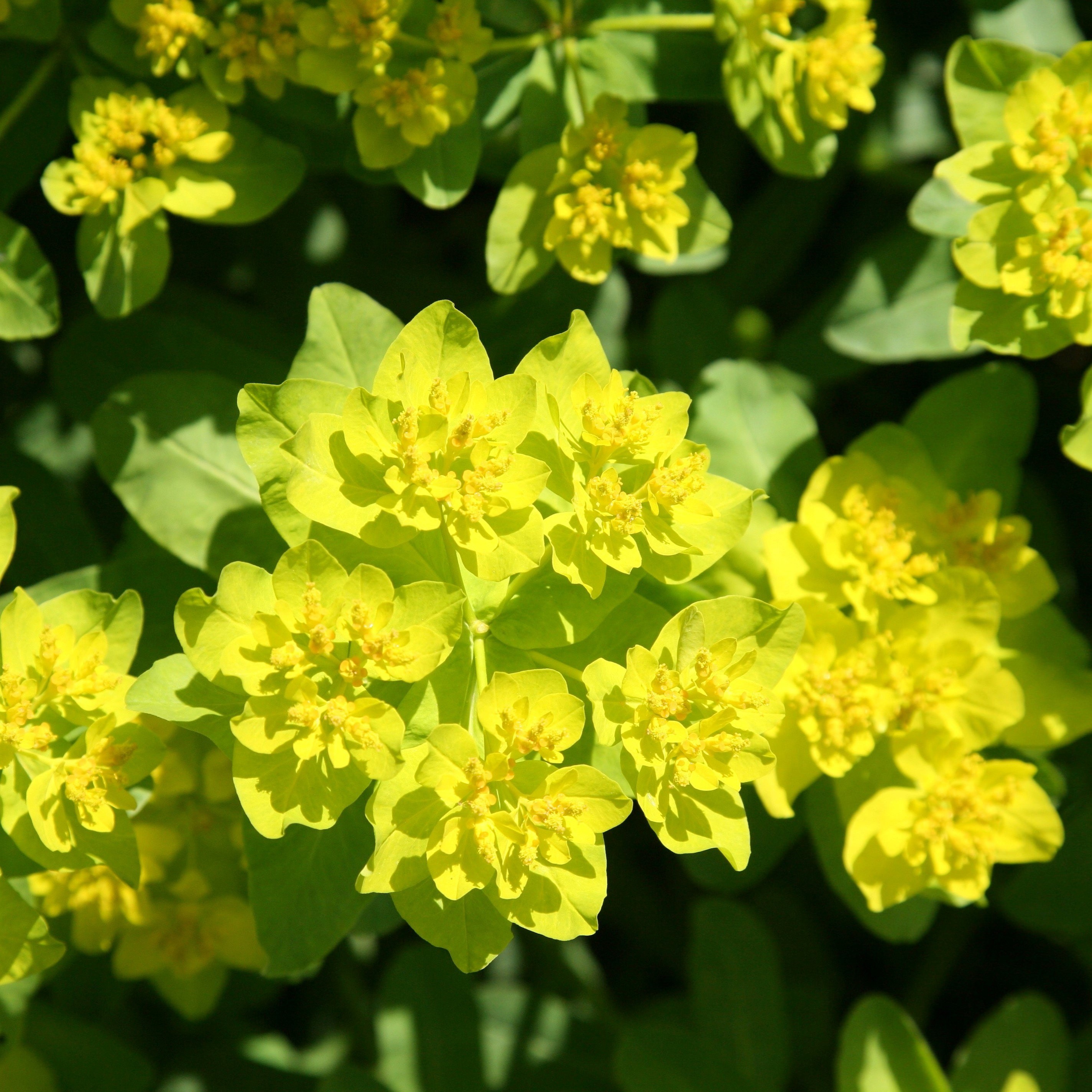 Euphorbia Epithymoides | Spurge