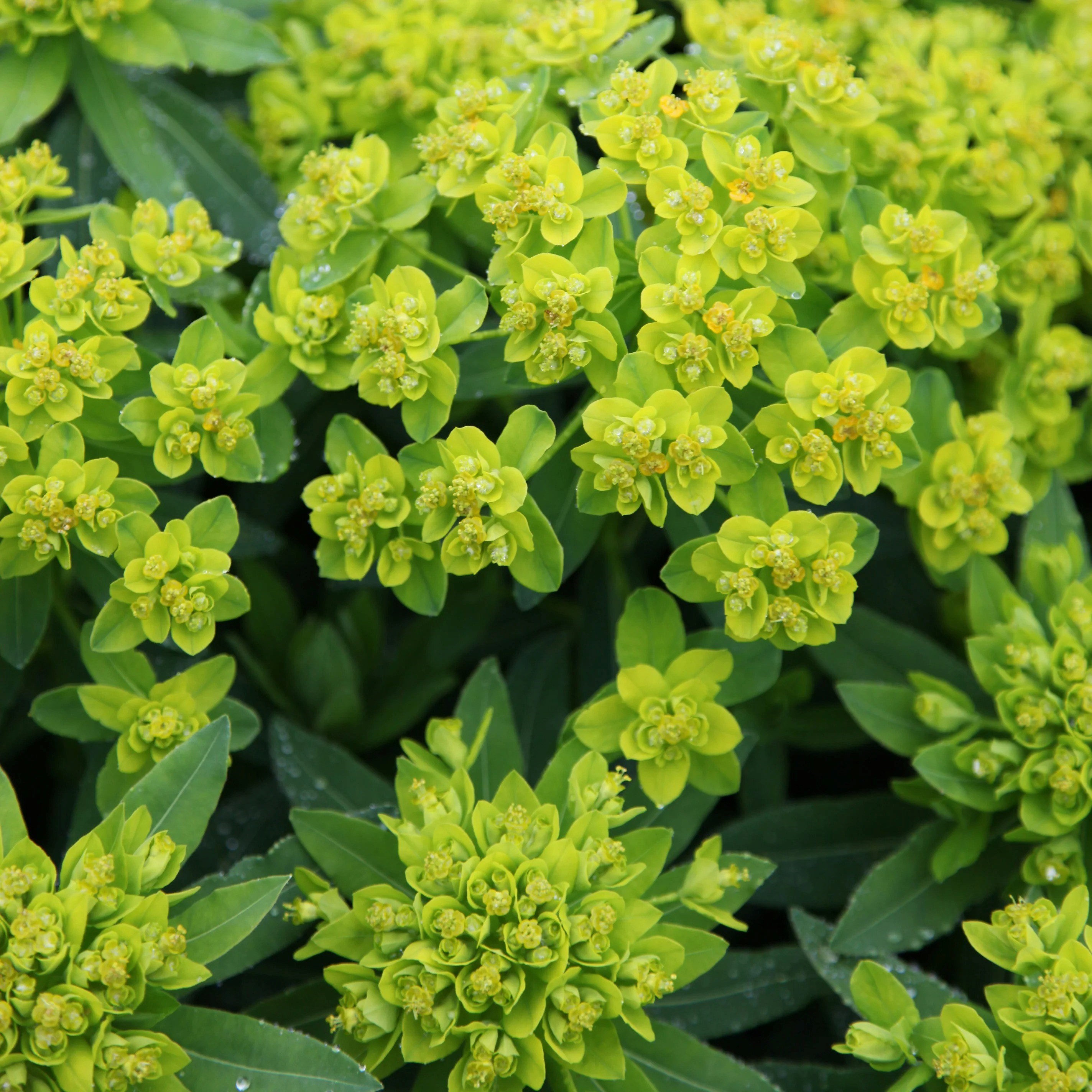Euphorbia Palustris | Spurge