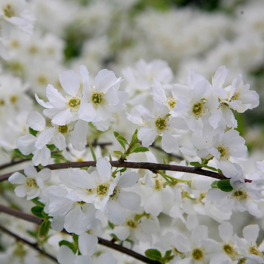 Exochorda × Macrantha The Bride | Pearl Bush