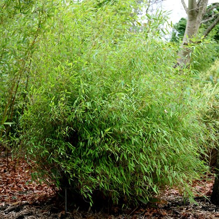 Fargesia murielae | Umbrella Bamboo