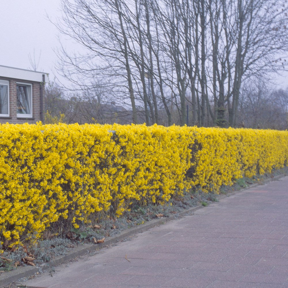 Forsythia × Intermedia Lynwood Variety