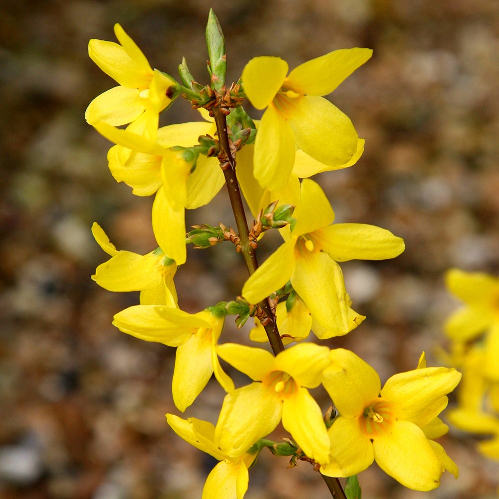 Forsythia × Intermedia Lynwood Variety