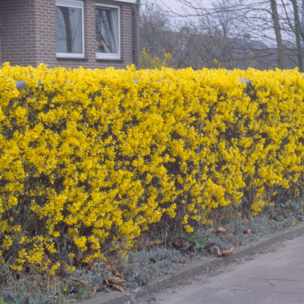 Forsythia × Intermedia Lynwood Variety