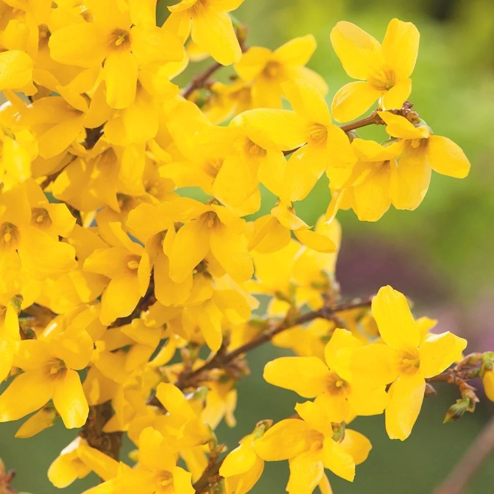 Forsythia × Intermedia Week End