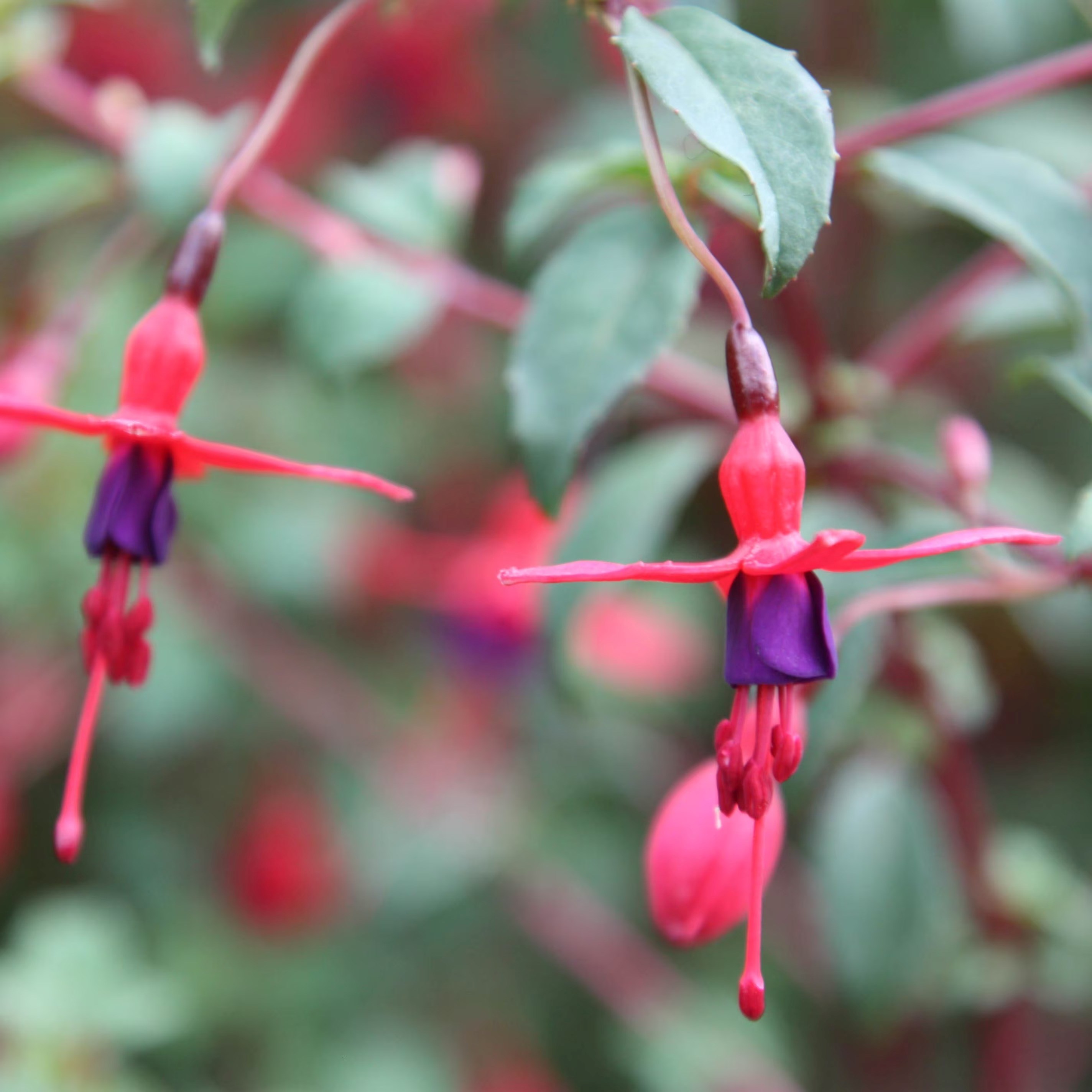 Fuchsia Riccartonii | Hardy Fuchsia