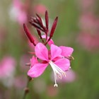 Oenothera Lindheimeri Siskiyou Pink | Gaura