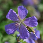 Geranium Himalayense Gravetye | Cranesbill