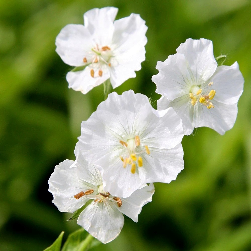Geranium Phaeum Album | Cranesbill