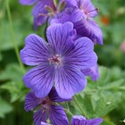 Geranium × Magnificum Rosemoor | Cranesbill
