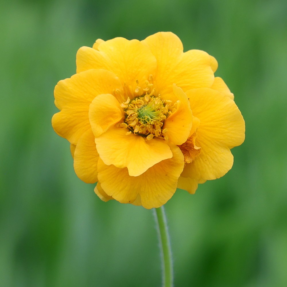 Geum Lady Stratheden | Avens