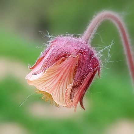 Geum Rivale | Water Avens