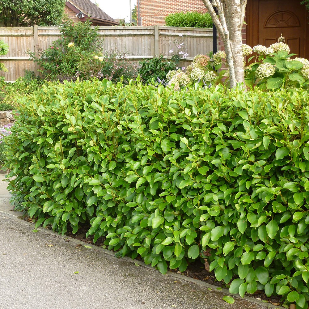 Griselinia Littoralis | New Zealand Privet