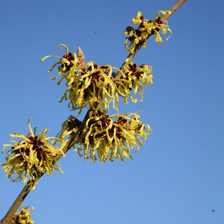 Hamamelis × intermedia 'Pallida' | Witch Hazel |  | 30 - 40cm tall