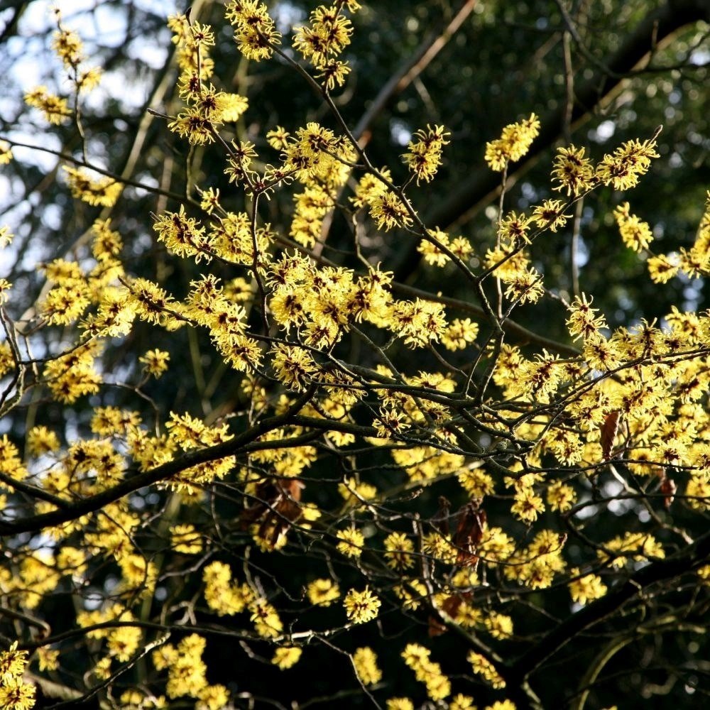 Hamamelis × Intermedia Arnold Promise | Witch Hazel