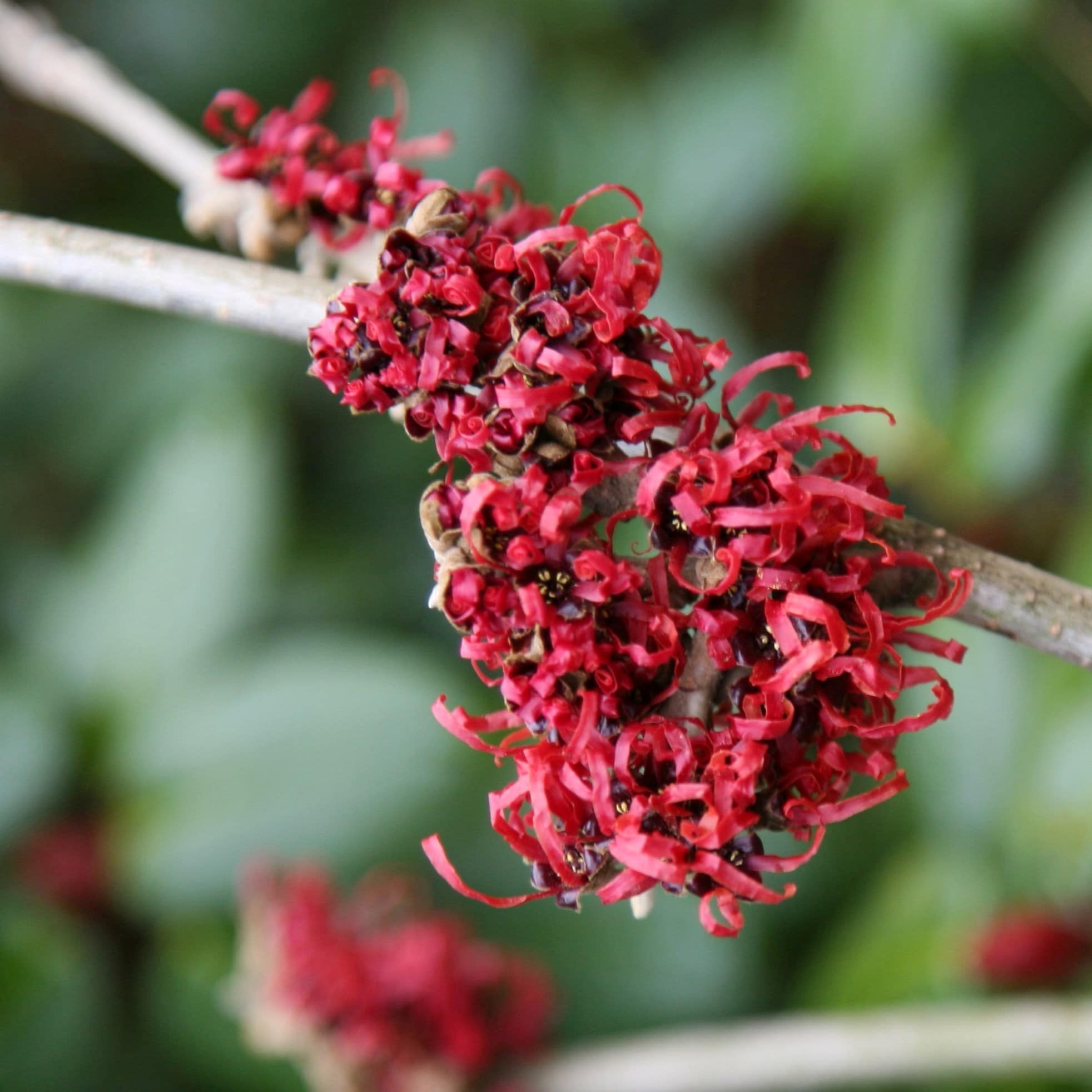 Hamamelis × Intermedia Diane | Witch Hazel