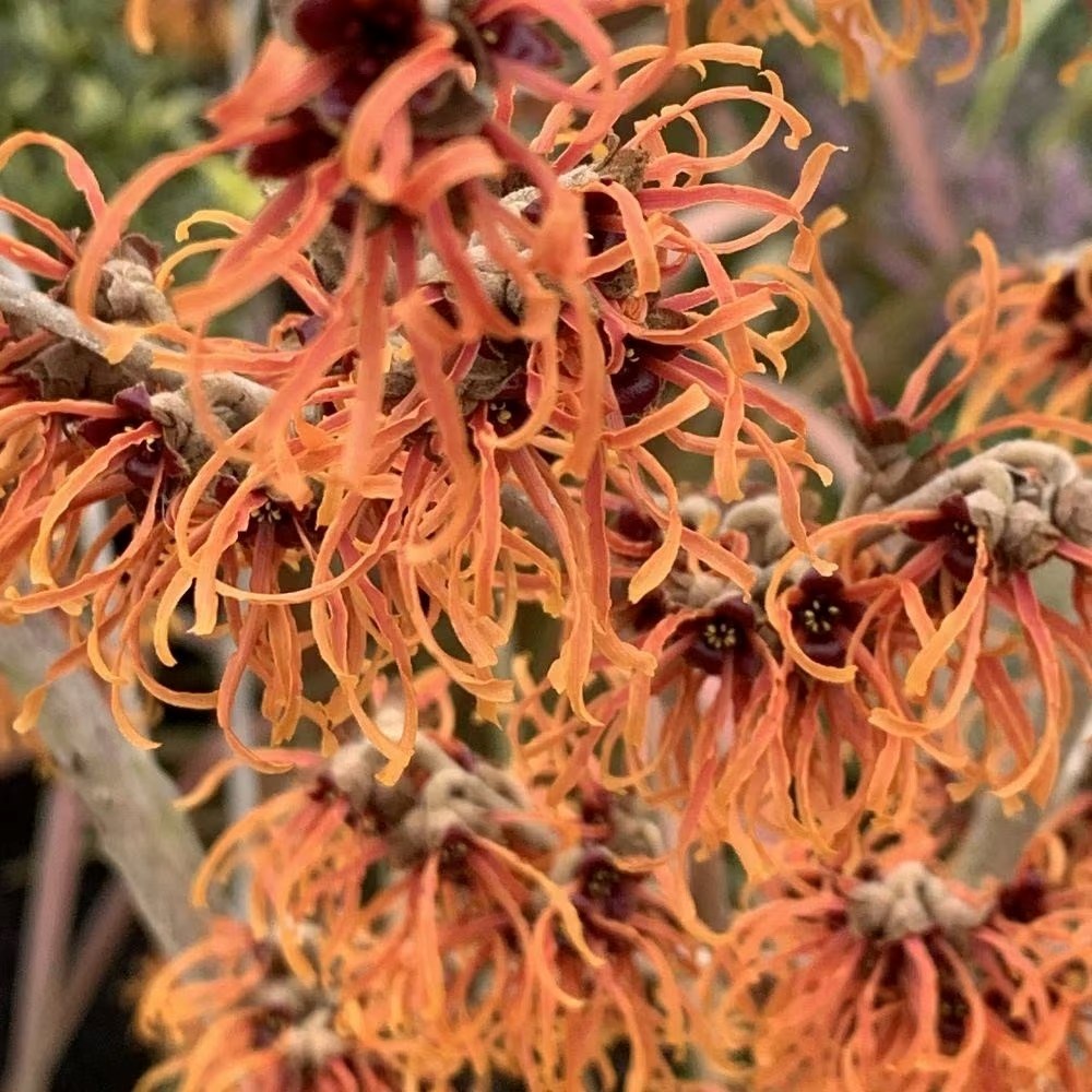 Hamamelis × Intermedia Jelena | Witch Hazel