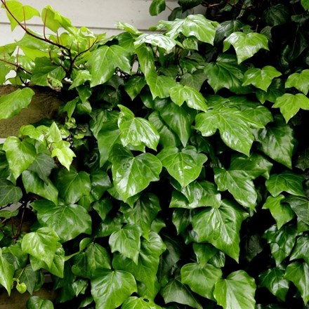Hedera colchica | Persian Ivy