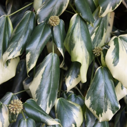 Hedera colchica 'Dentata Variegata' | Persian Ivy |