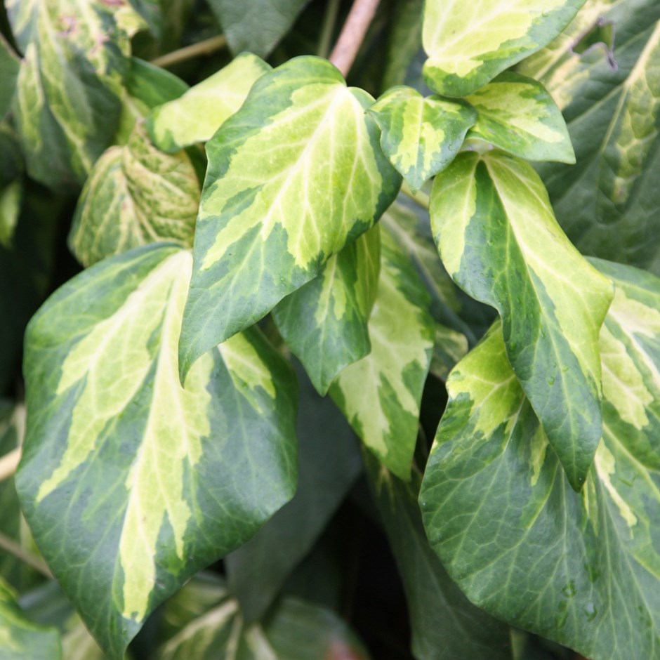 Hedera Colchica Sulphur Heart | Persian Ivy Paddys Pride