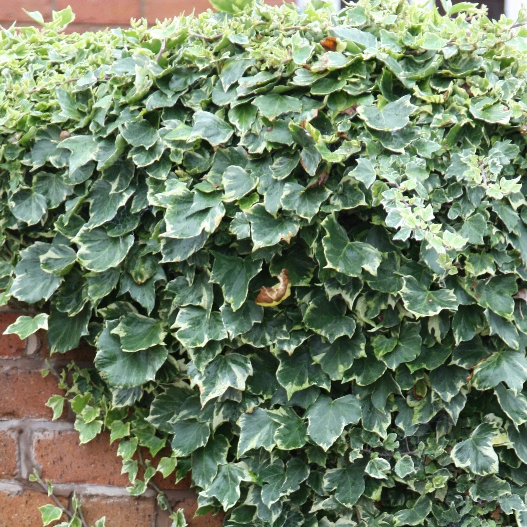 Hedera Helix Glacier | English Ivy Or Common Ivy
