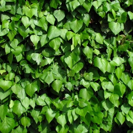 Hedera hibernica | Irish Ivy |