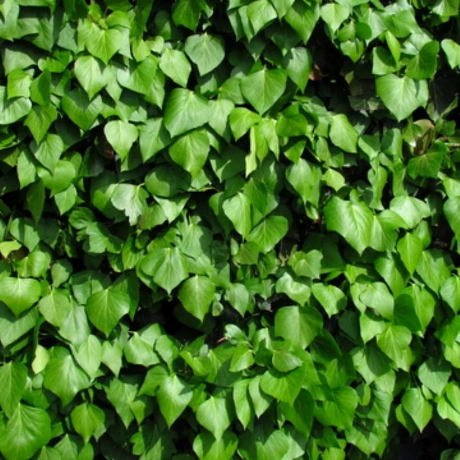 Hedera Hibernica | Irish Ivy