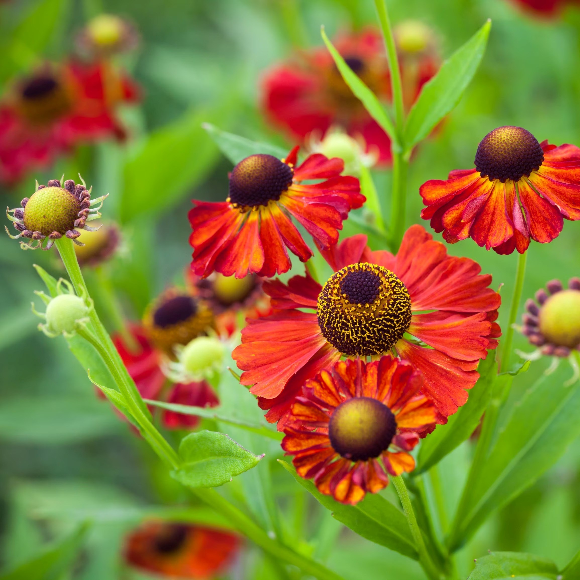 Helenium Moerheim Beauty | Sneezeweed
