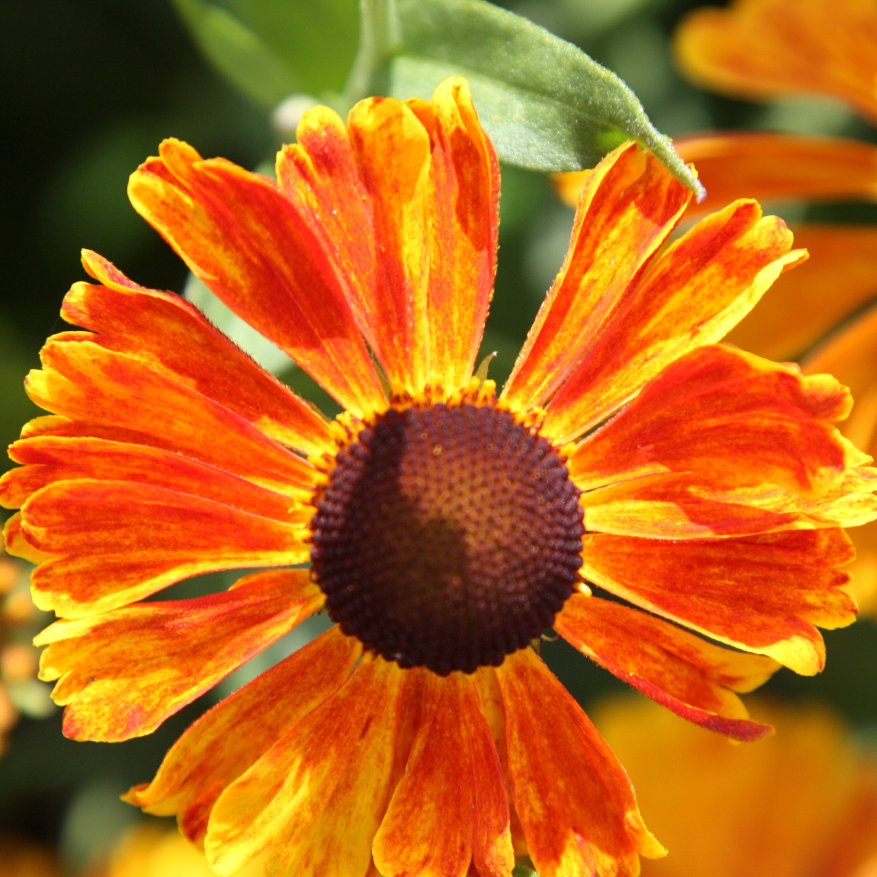 Helenium Waltraut | Sneezeweed