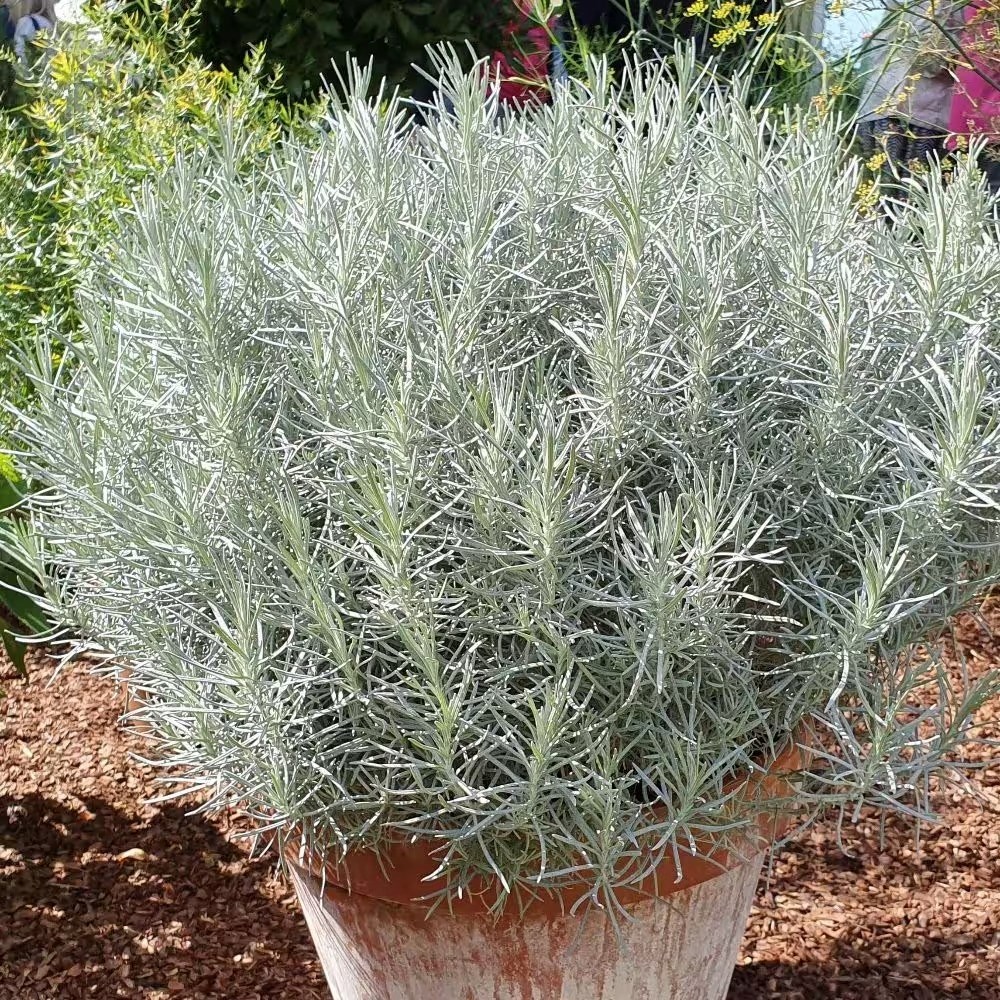 Helichrysum Italicum | Curry Plant