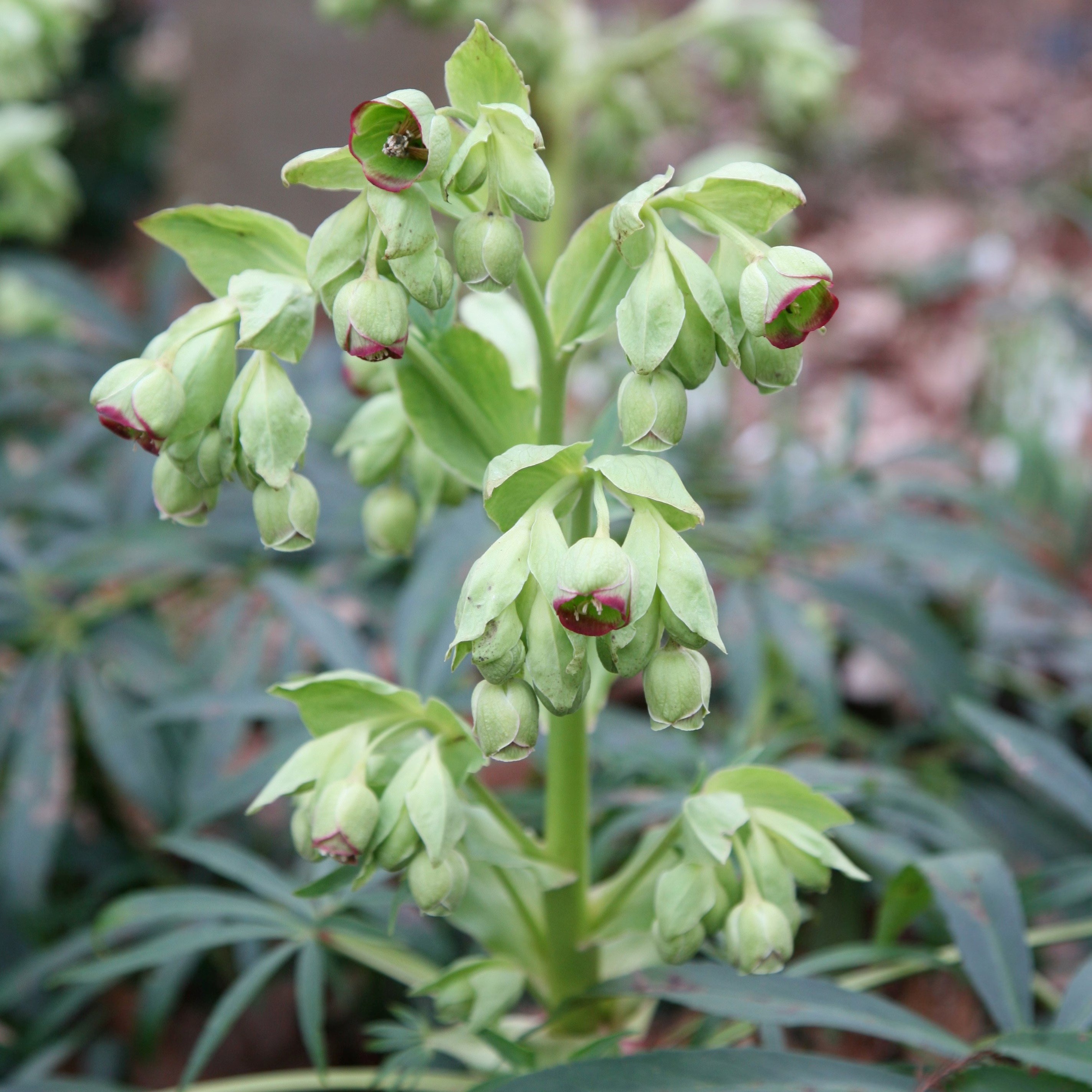 Helleborus Foetidus | Stinking Hellebore