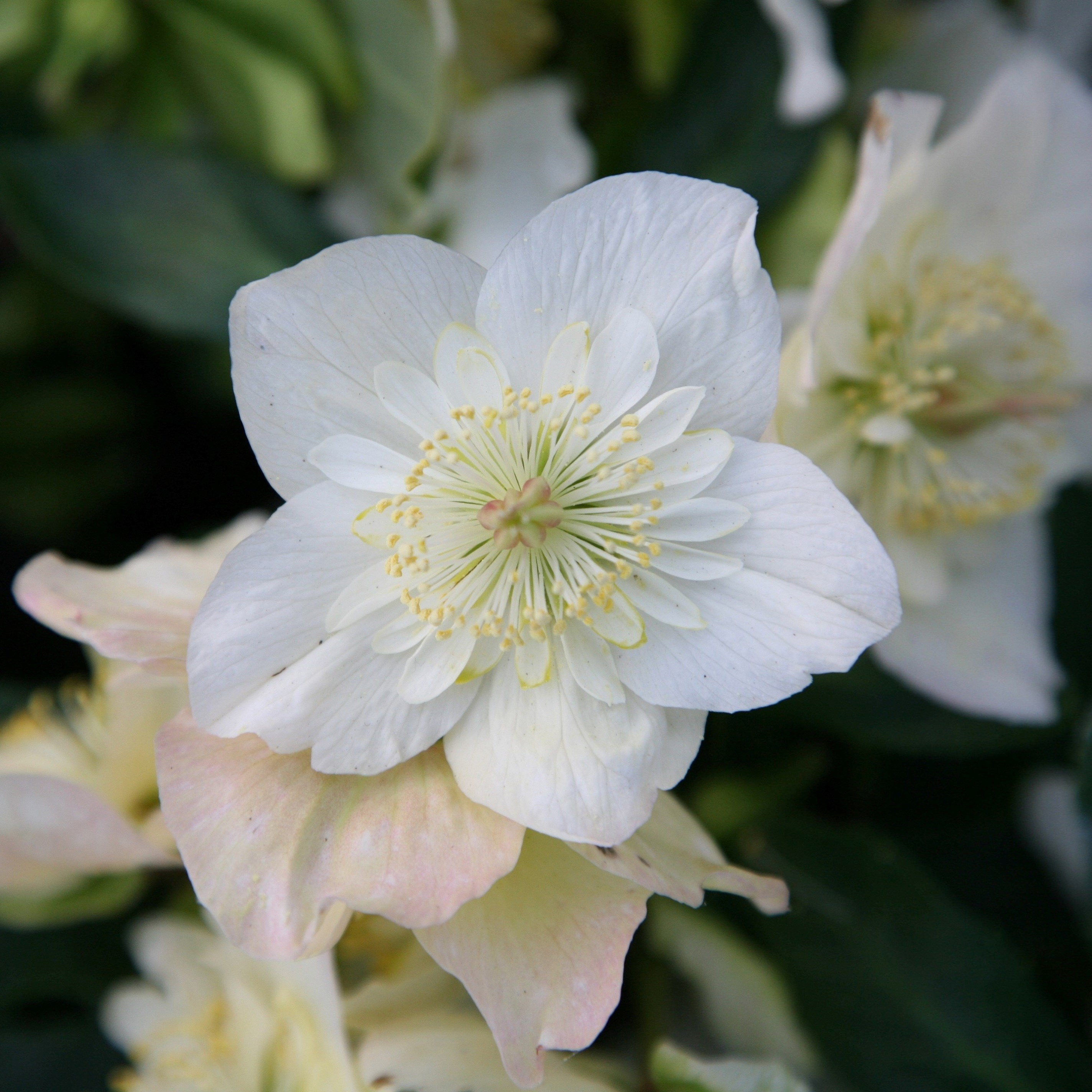 Helleborus Niger Harvington Hybrids Double-Flowered | Christmas Rose