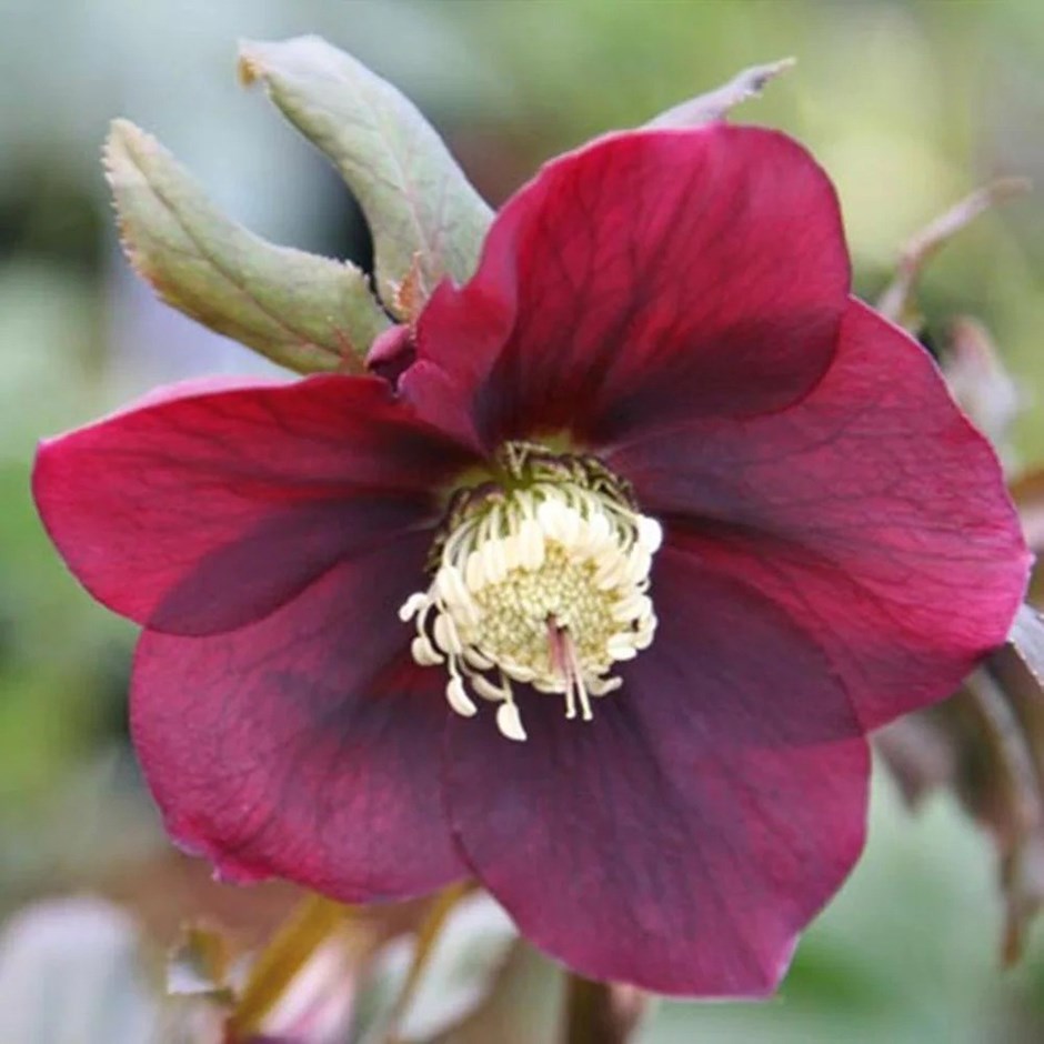 Helleborus Harvington Red | Lenten Rose Or Hellebore