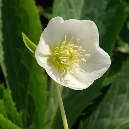 Helleborus × hybridus 'Harvington White' | Lenten Rose or Hellebore |