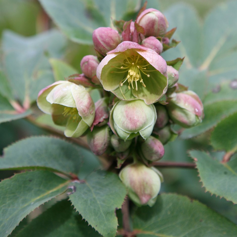 Helleborus × Sternii | Hellebore