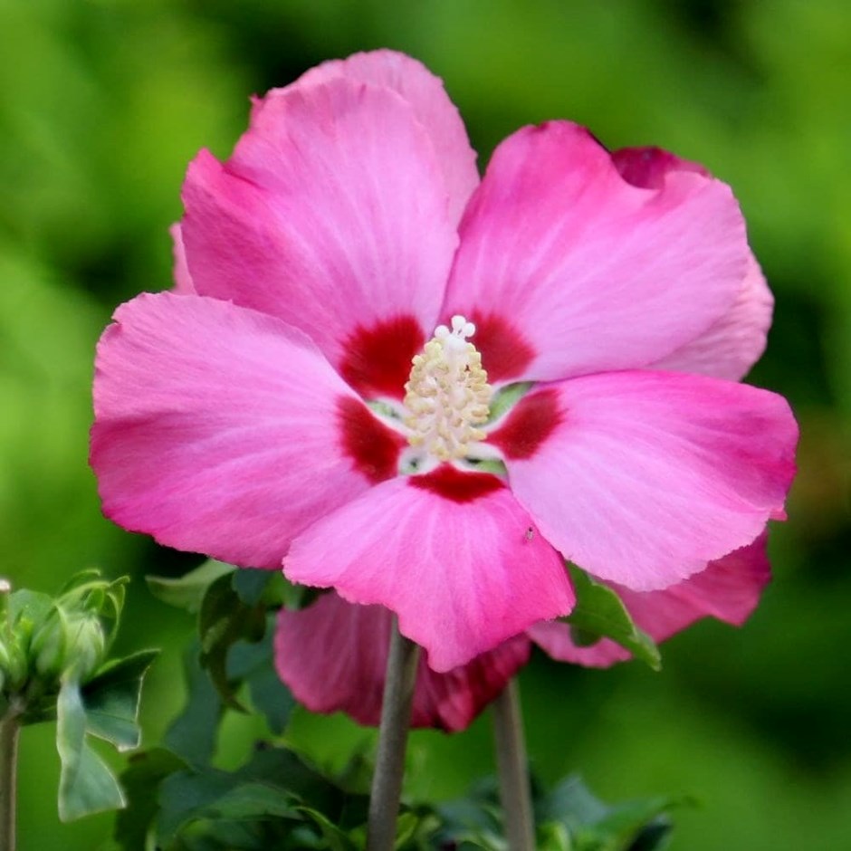Hibiscus syriacus Woodbridge | Tree Hollyhock | 2L Pot