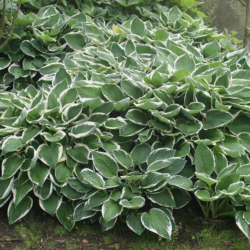 Hosta Francee | Plantain Lily