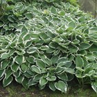 Hosta 'Francee' (fortunei) | Plantain Lily