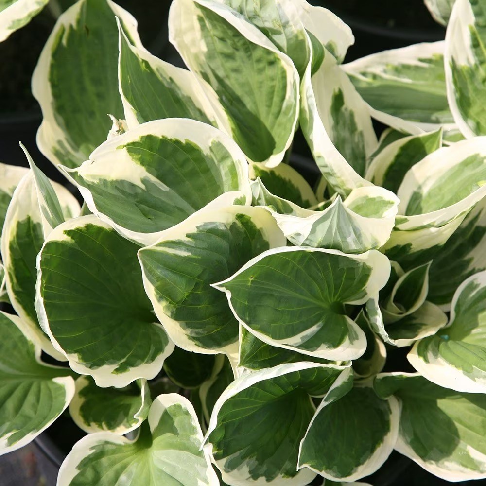 Hosta Patriot | Plantain Lily