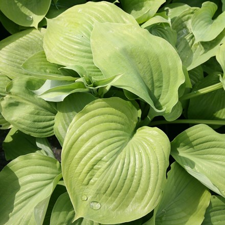 Hosta 'Sum and Substance' | Plantain Lily |
