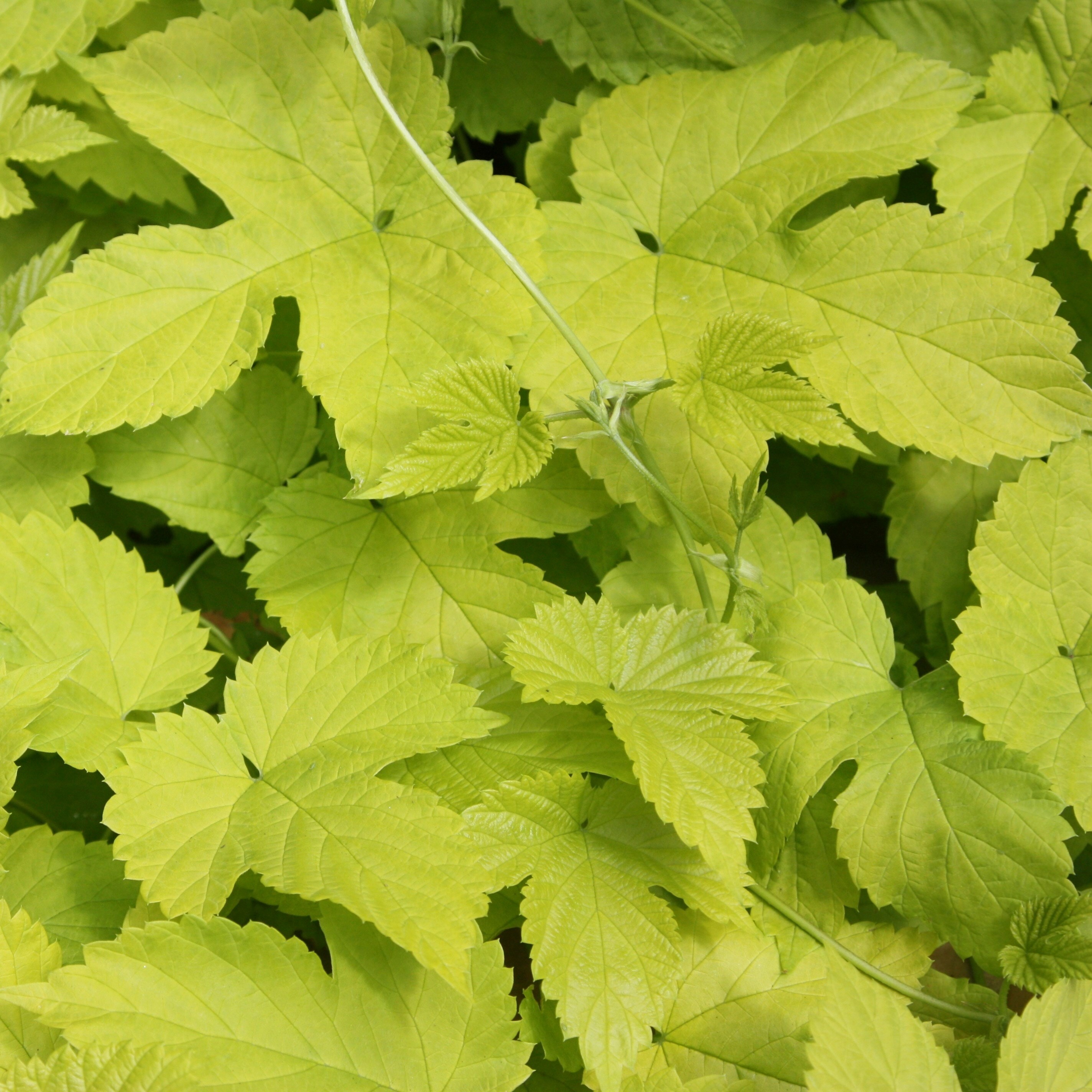 Humulus Lupulus Aureus | Golden Hop